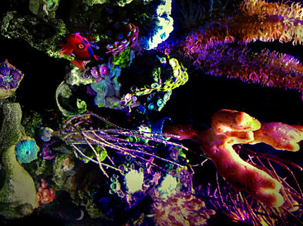 Rated #4: Saltwater Fish Stocking In 23 Gallons Tank - My Flame Hawkfish loves to watch everything I do. Rated #4: Saltwater Fish Stocking In 23 Gallons Tank - My Flame Hawkfish loves to watch everything I do.