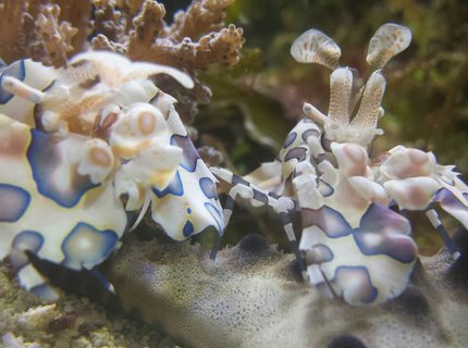 Rated #1: Saltwater Fish Stocking In 200 Gallons Tank - Harliquins taking down a starfish Rated #1: Saltwater Fish Stocking In 200 Gallons Tank - Harliquins taking down a starfish