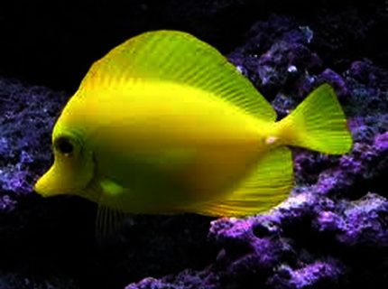 Rated #5: Saltwater Fish Stocking In 125 Gallons Tank - My Yellow Tang - Sunny Rated #5: Saltwater Fish Stocking In 125 Gallons Tank - My Yellow Tang - Sunny
