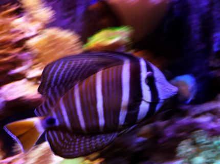 Rated #3: Saltwater Fish Stocking In 90 Gallons Tank - Sailfin tang on a journey Rated #3: Saltwater Fish Stocking In 90 Gallons Tank - Sailfin tang on a journey