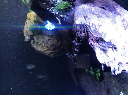 Rated #7: Saltwater Fish Stocking In 180 Gallons Tank - Top of tank view Rated #7: Saltwater Fish Stocking In 180 Gallons Tank - Top of tank view