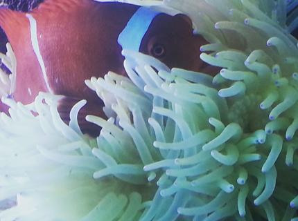 Rated #1: Saltwater Fish Stocking In 260 Gallons Tank - my maroon clownfish inside his seabae anemone home Rated #1: Saltwater Fish Stocking In 260 Gallons Tank - my maroon clownfish inside his seabae anemone home