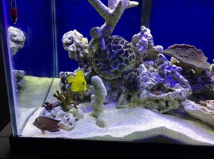 Rated #2: Saltwater Fish Stocking In 75 Gallons Tank - Yellow tang Rated #2: Saltwater Fish Stocking In 75 Gallons Tank - Yellow tang