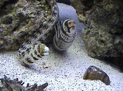 saltwater fish - echidna nebulosa - snowflake eel stocking in 125 gallons tank - there buddies. always chillin together.. saltwater fish - echidna nebulosa - snowflake eel stocking in 125 gallons tank - there buddies. always chillin together..