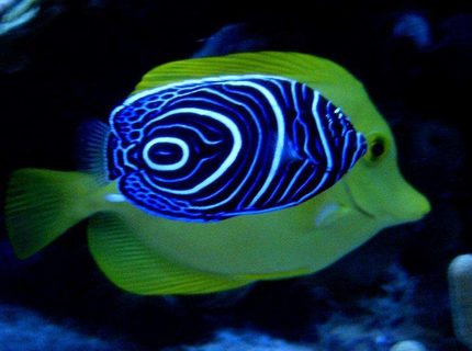 Rated #3: Saltwater Fish - Pomacanthus Imperator - Imperator Angelfish Stocking In 160 Gallons Tank - A imperator in front of a flavescens ! Rated #3: Saltwater Fish - Pomacanthus Imperator - Imperator Angelfish Stocking In 160 Gallons Tank - A imperator in front of a flavescens !