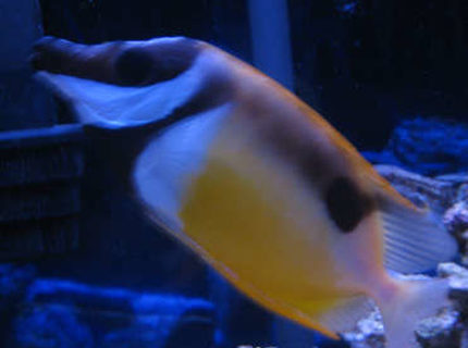saltwater fish - siganus unimaculatus - one spot foxface stocking in 38 gallons tank - tank 1 foxface rabbitfish saltwater fish - siganus unimaculatus - one spot foxface stocking in 38 gallons tank - tank 1 foxface rabbitfish
