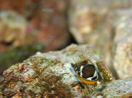 saltwater fish - synchiropus ocellatus - scooter blenny stocking in 55 gallons tank - Browncheek bleeny saltwater fish - synchiropus ocellatus - scooter blenny stocking in 55 gallons tank - Browncheek bleeny