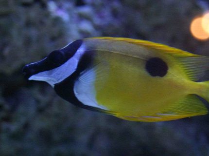 saltwater fish - siganus unimaculatus - one spot foxface stocking in 190 gallons tank - foxy leeann saltwater fish - siganus unimaculatus - one spot foxface stocking in 190 gallons tank - foxy leeann
