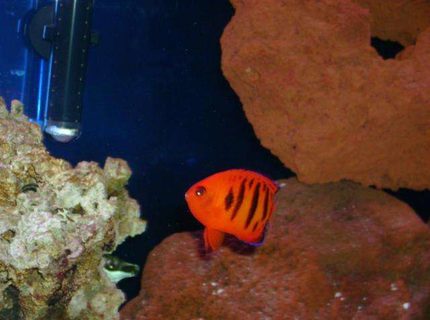 saltwater fish - centropyge loriculus - flame angelfish stocking in 55 gallons tank - big pimpin flame angel saltwater fish - centropyge loriculus - flame angelfish stocking in 55 gallons tank - big pimpin flame angel