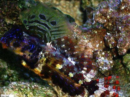 saltwater fish - synchiropus ocellatus - scooter dragonet stocking in 29 gallons tank - scooter dragonet (male) saltwater fish - synchiropus ocellatus - scooter dragonet stocking in 29 gallons tank - scooter dragonet (male)