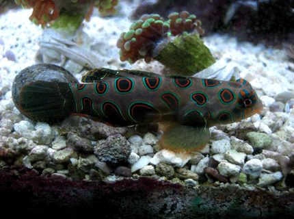 saltwater fish - synchiropus picturatus - spotted mandarin stocking in 24 gallons tank - My Green Spotted mandarin saltwater fish - synchiropus picturatus - spotted mandarin stocking in 24 gallons tank - My Green Spotted mandarin