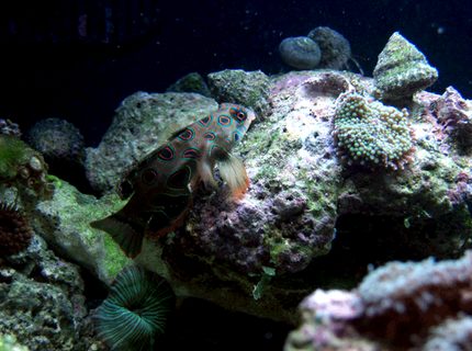 saltwater fish - synchiropus picturatus - spotted mandarin stocking in 24 gallons tank - Mandarin and ricordia saltwater fish - synchiropus picturatus - spotted mandarin stocking in 24 gallons tank - Mandarin and ricordia