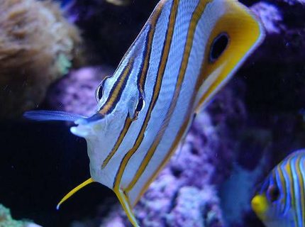 saltwater fish - chelmon rostratus - copperband butterflyfish stocking in 140 gallons tank - Copperband with Regal Angel in background saltwater fish - chelmon rostratus - copperband butterflyfish stocking in 140 gallons tank - Copperband with Regal Angel in background