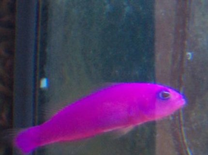 saltwater fish - pseudochromis porphyreus - purple pseudochromis saltwater fish - pseudochromis porphyreus - purple pseudochromis