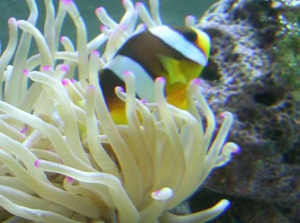 saltwater fish - amphiprion clarkii - clarkii clownfish stocking in 90 gallons tank - Compliments to Fish Of Eden for guiding me to a great start to my reef tank! saltwater fish - amphiprion clarkii - clarkii clownfish stocking in 90 gallons tank - Compliments to Fish Of Eden for guiding me to a great start to my reef tank!