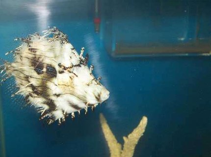 saltwater fish - chaetodermis pencilligerus - tassle filefish stocking in 110 gallons tank - My Tassle Filefish saltwater fish - chaetodermis pencilligerus - tassle filefish stocking in 110 gallons tank - My Tassle Filefish
