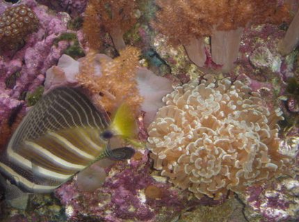 saltwater fish - zebrasoma veliferum - sailfin tang stocking in 120 gallons tank - Sail Fin and Coral saltwater fish - zebrasoma veliferum - sailfin tang stocking in 120 gallons tank - Sail Fin and Coral