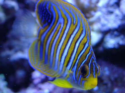 saltwater fish - pygoplites diacanthus - regal angelfish stocking in 140 gallons tank - Regal Angel saltwater fish - pygoplites diacanthus - regal angelfish stocking in 140 gallons tank - Regal Angel