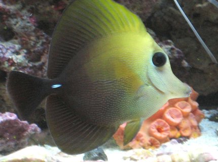 saltwater fish - zebrasoma scopas - scopas tang stocking in 75 gallons tank - My Scopas. saltwater fish - zebrasoma scopas - scopas tang stocking in 75 gallons tank - My Scopas.