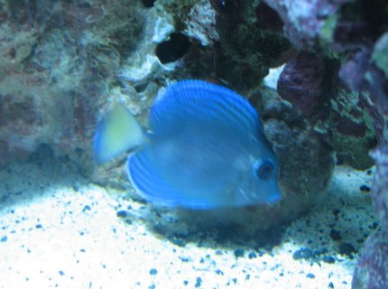 saltwater fish - acanthurus coeruleus - blue caribbean tang stocking in 160 gallons tank - Atlantic Blue Tang saltwater fish - acanthurus coeruleus - blue caribbean tang stocking in 160 gallons tank - Atlantic Blue Tang