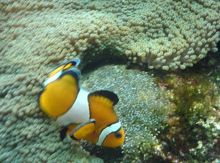saltwater fish - amphiprion percula - true percula clownfish stocking in 500 gallons tank - Clown fish with a carpet anenomae and her unhatched eggs. saltwater fish - amphiprion percula - true percula clownfish stocking in 500 gallons tank - Clown fish with a carpet anenomae and her unhatched eggs.