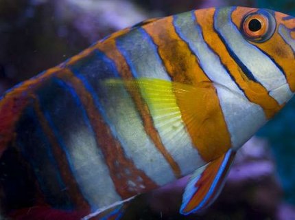 saltwater fish - choerodon fasciatus - harlequin tusk stocking in 400 gallons tank - Australian Harlequin Tuskfish saltwater fish - choerodon fasciatus - harlequin tusk stocking in 400 gallons tank - Australian Harlequin Tuskfish