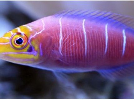 saltwater fish - pseudocheilinus ocellatus - mystery wrasse stocking in 500 gallons tank - Latin Name Pseudocheilinus ocellatus
Common Name Mystery Wrasse saltwater fish - pseudocheilinus ocellatus - mystery wrasse stocking in 500 gallons tank - Latin Name Pseudocheilinus ocellatus
Common Name Mystery Wrasse