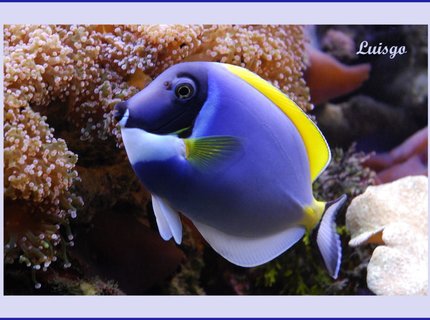 saltwater fish - acanthurus leucosternon - powder blue tang stocking in 125 gallons tank - Powder Blue Tang in my 125 gallons reef saltwater fish - acanthurus leucosternon - powder blue tang stocking in 125 gallons tank - Powder Blue Tang in my 125 gallons reef