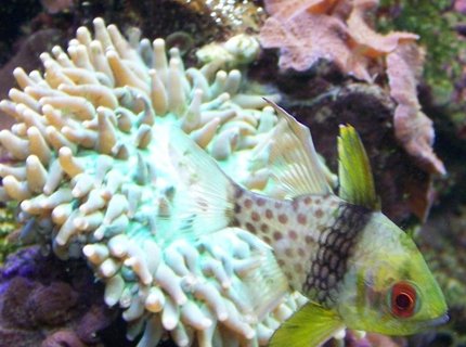 saltwater fish - sphaeramia nematoptera - spotted cardinalfish stocking in 46 gallons tank - Pajama cardinal saltwater fish - sphaeramia nematoptera - spotted cardinalfish stocking in 46 gallons tank - Pajama cardinal