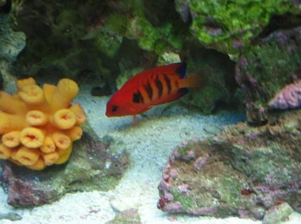 saltwater fish - centropyge loriculus - flame angelfish stocking in 37 gallons tank - Flame saltwater fish - centropyge loriculus - flame angelfish stocking in 37 gallons tank - Flame