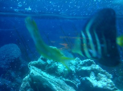 saltwater fish - zebrasoma veliferum - sailfin tang stocking in 75 gallons tank - Midas blenny and sailfin tang saltwater fish - zebrasoma veliferum - sailfin tang stocking in 75 gallons tank - Midas blenny and sailfin tang