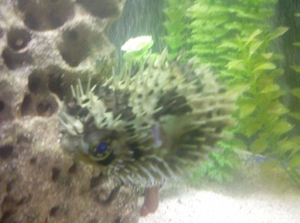 saltwater fish - chilomycterus schoepfi - spiny box puffer stocking in 80 gallons tank - puffer saltwater fish - chilomycterus schoepfi - spiny box puffer stocking in 80 gallons tank - puffer