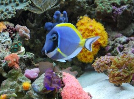 saltwater fish - acanthurus leucosternon - powder blue tang stocking in 60 gallons tank - Powder Blue Tang (We call Carmen) saltwater fish - acanthurus leucosternon - powder blue tang stocking in 60 gallons tank - Powder Blue Tang (We call Carmen)
