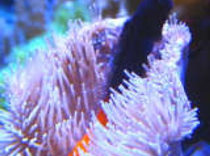 saltwater fish - ecsenius bicolor - bicolor blenny stocking in 46 gallons tank - Blenny saltwater fish - ecsenius bicolor - bicolor blenny stocking in 46 gallons tank - Blenny