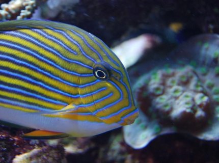 saltwater fish - acanthurus lineatus - clown tang stocking in 210 gallons tank - Acanthurus lineatus saltwater fish - acanthurus lineatus - clown tang stocking in 210 gallons tank - Acanthurus lineatus