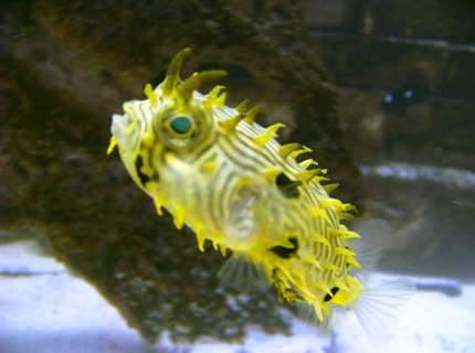 saltwater fish - chilomycterus schoepfi - spiny box puffer stocking in 120 gallons tank - Spiny Box Puffer saltwater fish - chilomycterus schoepfi - spiny box puffer stocking in 120 gallons tank - Spiny Box Puffer