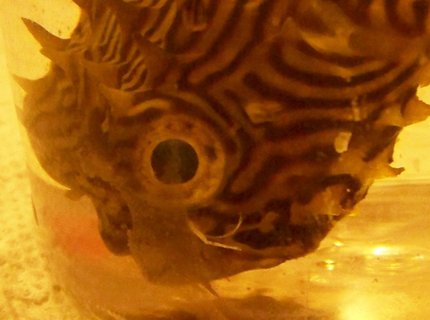 saltwater fish - chilomycterus schoepfi - spiny box puffer stocking in 120 gallons tank - Parasite? saltwater fish - chilomycterus schoepfi - spiny box puffer stocking in 120 gallons tank - Parasite?