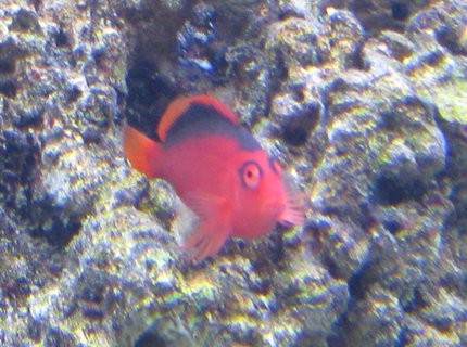 saltwater fish - neocirrhitus armatus - flame hawkfish stocking in 500 gallons tank - My Flame Hawk Chilling on his favorite perch.. saltwater fish - neocirrhitus armatus - flame hawkfish stocking in 500 gallons tank - My Flame Hawk Chilling on his favorite perch..