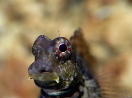 saltwater fish - salarias ramosus - starry blenny stocking in 90 gallons tank - Blenny saltwater fish - salarias ramosus - starry blenny stocking in 90 gallons tank - Blenny