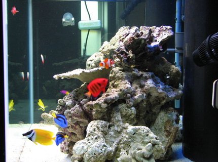 saltwater fish - centropyge loriculus - flame angelfish stocking in 125 gallons tank - after meal saltwater fish - centropyge loriculus - flame angelfish stocking in 125 gallons tank - after meal