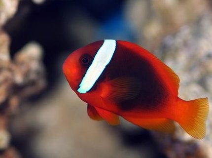 saltwater fish - amphiprion frenatus - tomato clownfish stocking in 90 gallons tank - Tomato Clown saltwater fish - amphiprion frenatus - tomato clownfish stocking in 90 gallons tank - Tomato Clown