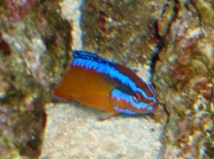saltwater fish - pseudochromis aldabraensis - arabian pseudochromis stocking in 54 gallons tank - arabian psudeuochromes saltwater fish - pseudochromis aldabraensis - arabian pseudochromis stocking in 54 gallons tank - arabian psudeuochromes