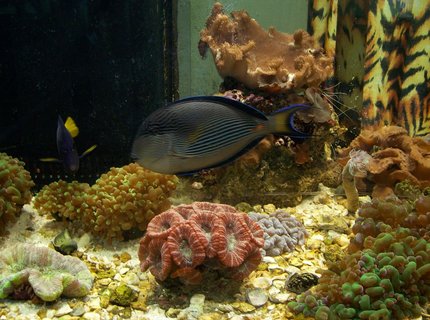saltwater fish - acanthurus lineatus - clown tang stocking in 90 gallons tank - tank for sale saltwater fish - acanthurus lineatus - clown tang stocking in 90 gallons tank - tank for sale