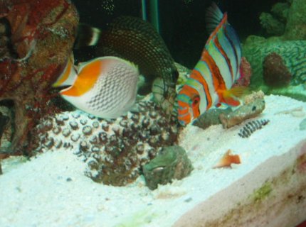 saltwater fish - choerodon fasciatus - harlequin tusk stocking in 150 gallons tank - Harlequin Tusk, Pearlscale Butterfly saltwater fish - choerodon fasciatus - harlequin tusk stocking in 150 gallons tank - Harlequin Tusk, Pearlscale Butterfly