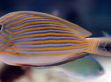 saltwater fish - acanthurus lineatus - clown tang stocking in 375 gallons tank - Clown Tang saltwater fish - acanthurus lineatus - clown tang stocking in 375 gallons tank - Clown Tang