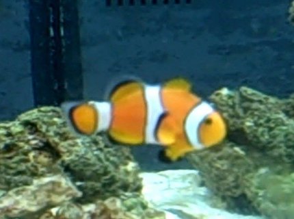 saltwater fish - amphiprion percula - true percula clownfish - clownfish: took my a LONG time to get this. saltwater fish - amphiprion percula - true percula clownfish - clownfish: took my a LONG time to get this.