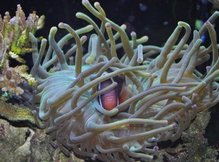 saltwater fish - amphiprion frenatus - tomato clownfish stocking in 110 gallons tank - 1yr.4mnts. tomatoclown with host anemone,bubbletip. saltwater fish - amphiprion frenatus - tomato clownfish stocking in 110 gallons tank - 1yr.4mnts. tomatoclown with host anemone,bubbletip.
