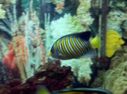 saltwater fish - pygoplites diacanthus - regal angelfish stocking in 75 gallons tank - Regal Angel..... saltwater fish - pygoplites diacanthus - regal angelfish stocking in 75 gallons tank - Regal Angel.....