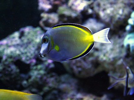 saltwater fish - naso lituratus - naso tang stocking in 90 gallons tank - Tang saltwater fish - naso lituratus - naso tang stocking in 90 gallons tank - Tang