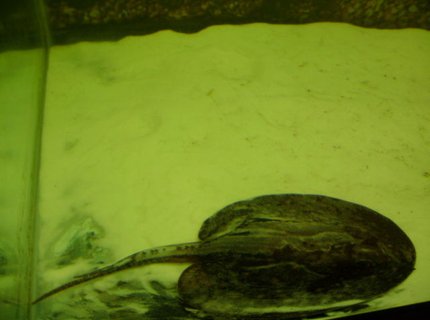 saltwater fish - potamotrygon motoro - motoro stingray stocking in 90 gallons tank - my motoro stingray, stinger. saltwater fish - potamotrygon motoro - motoro stingray stocking in 90 gallons tank - my motoro stingray, stinger.